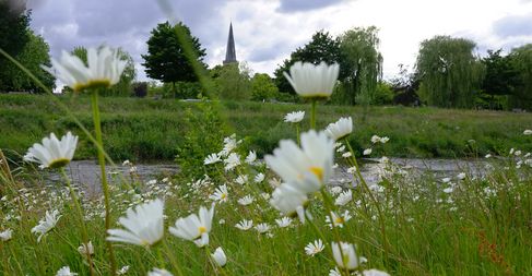 Durch Blumen im Vordergrund ist der Kirchturm der evangelisch-reformierten Kirche zu sehen.